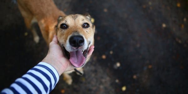 I coniugi divorziano? Trauma per gli animali di casa