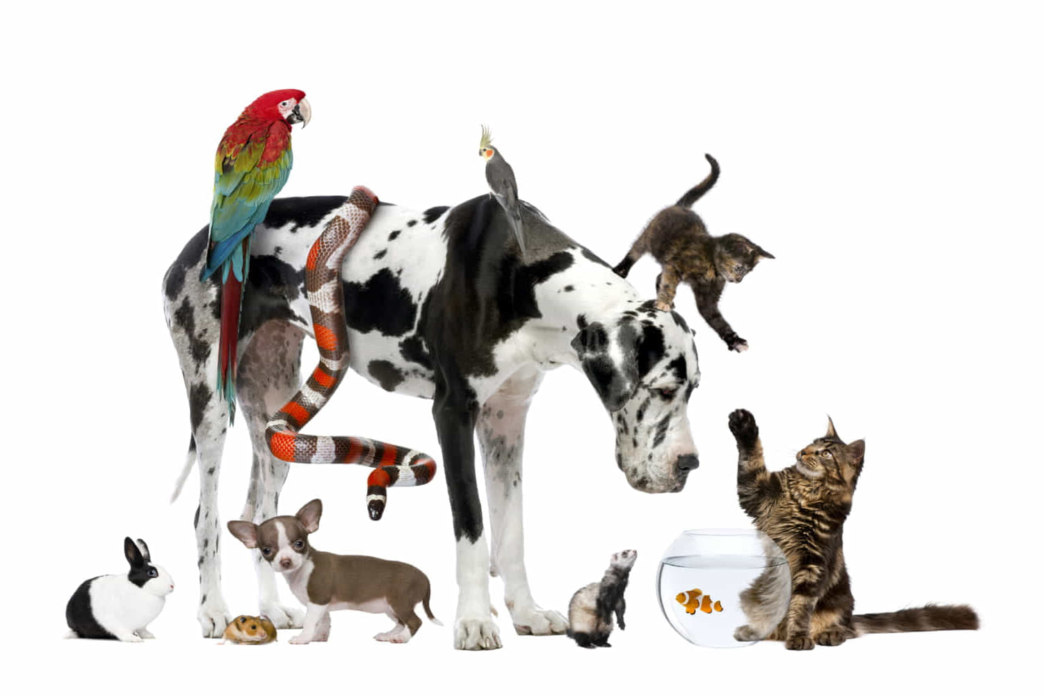 colore degli animali domestici