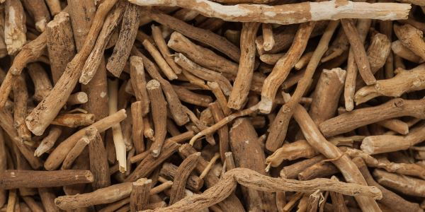 ashwagandha ginseng indiano