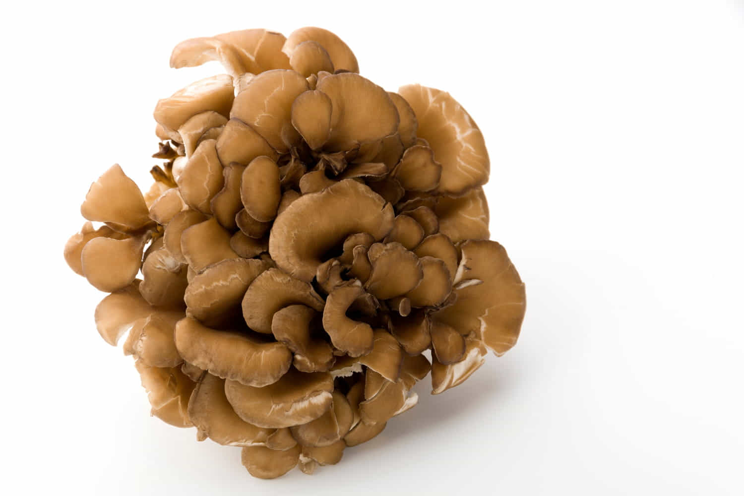 maitake