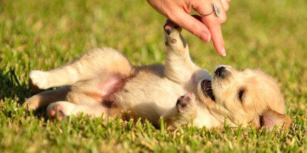 Cani: più belli ma anche più malati