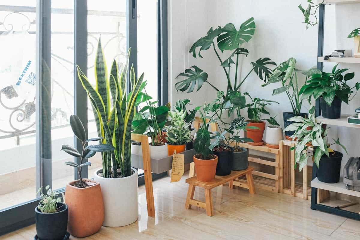 piante in casa