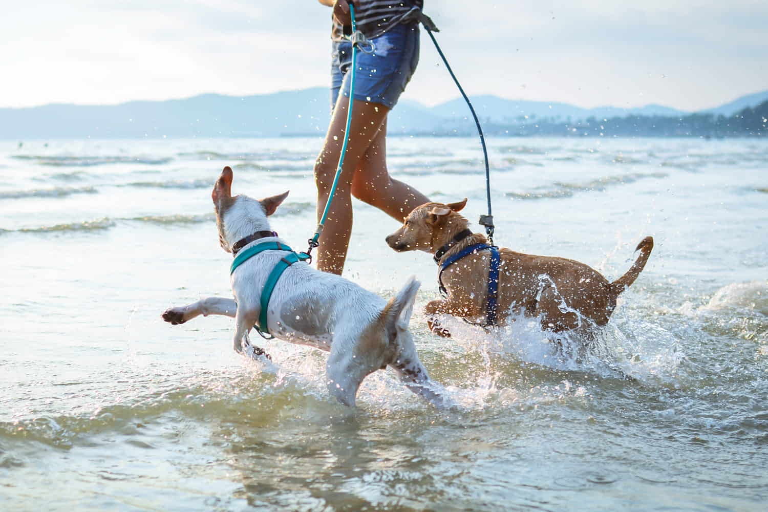 cani in spiaggia