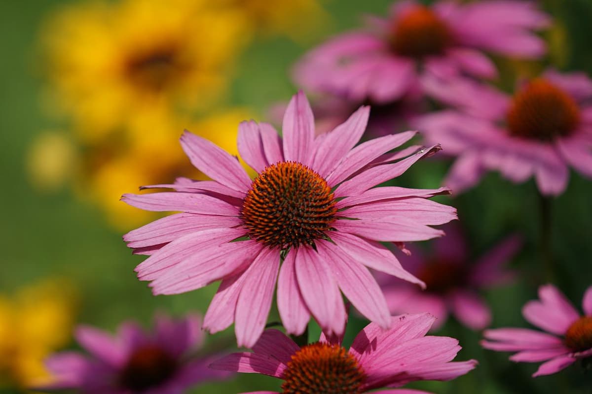 echinacea