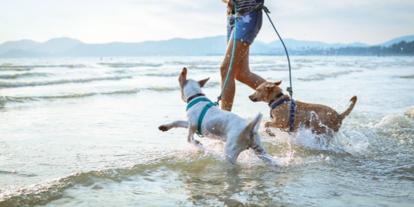 cani spiaggia educazione civilta