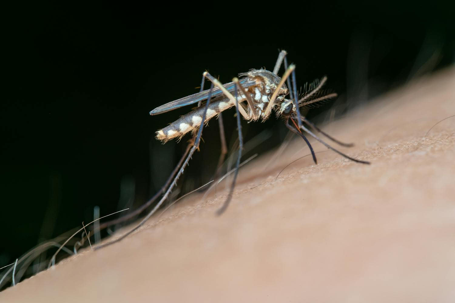carpi dengue