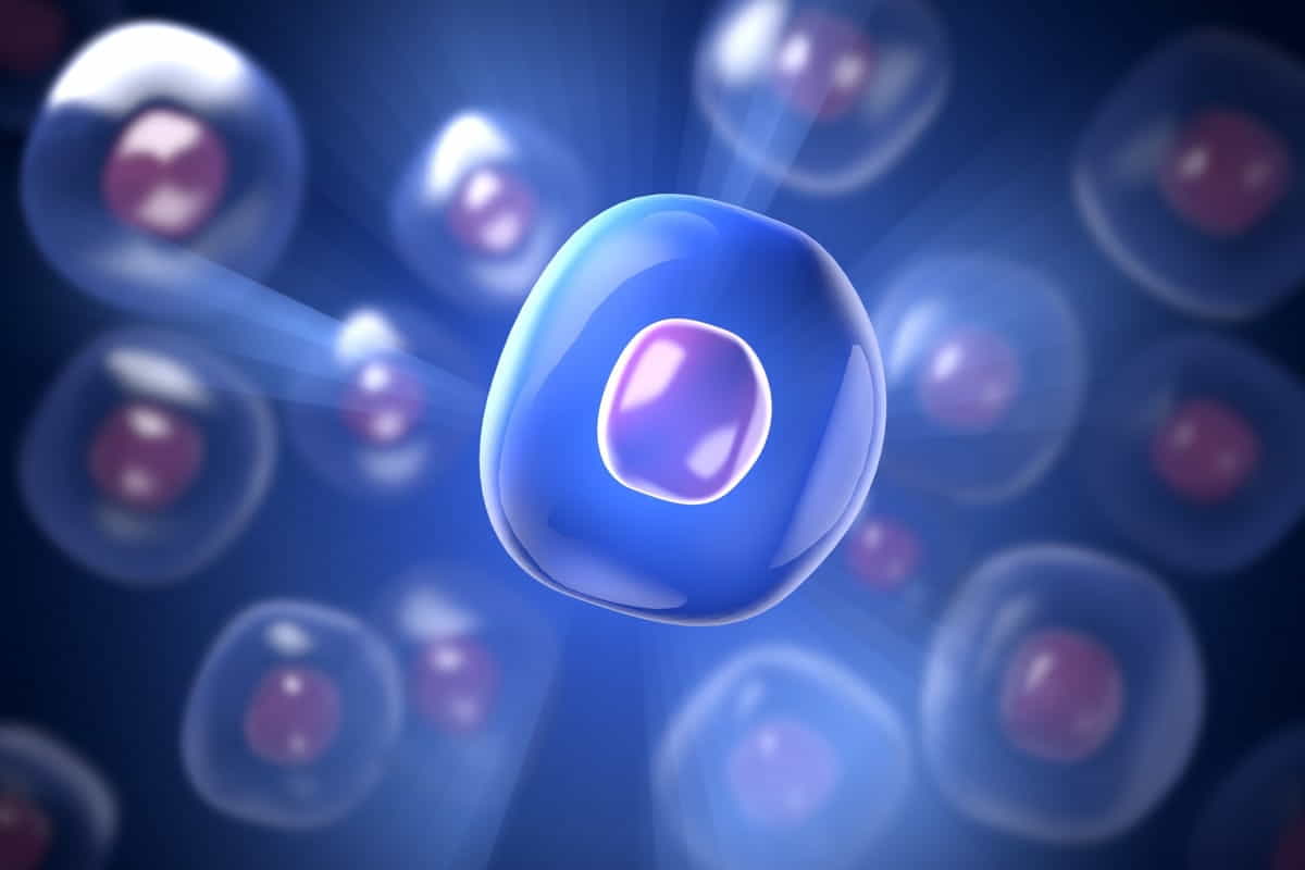 cellule donne più resistenti