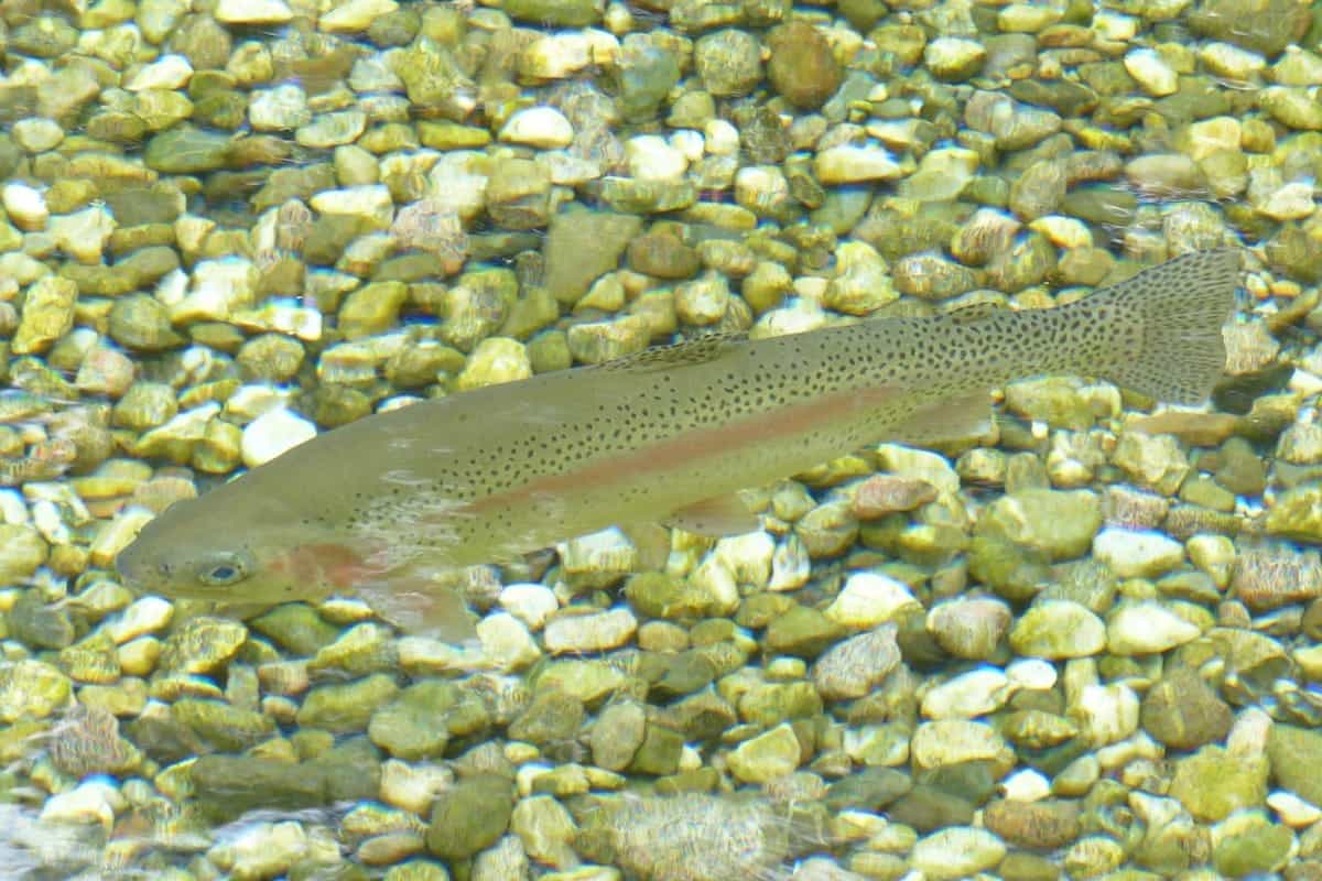 pesce crudo tossinfezione