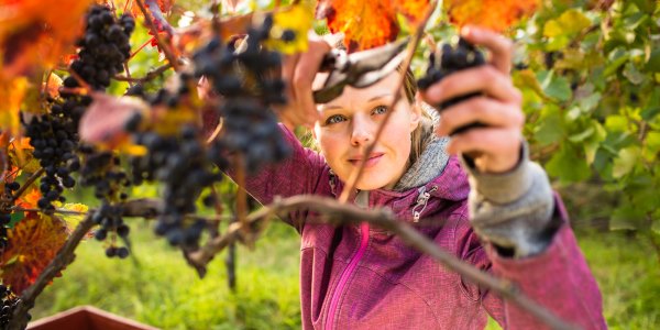 vendemmia mosto fa bene