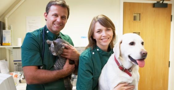 trasfusioni cani e gatti