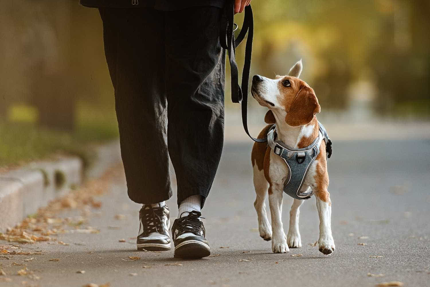 dimagrire camminando con il cane