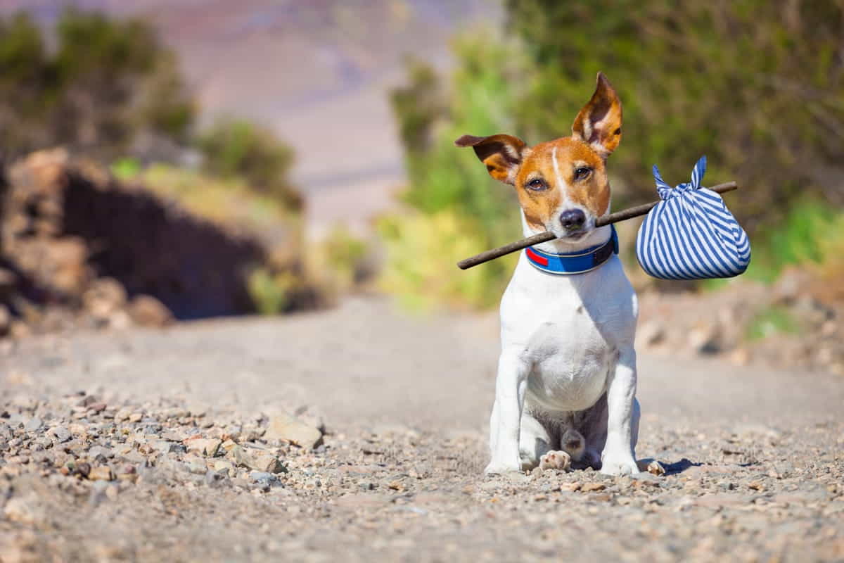 maltrattamenti animali