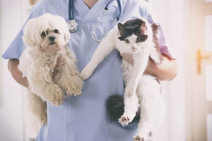 cure veterinarie gratis