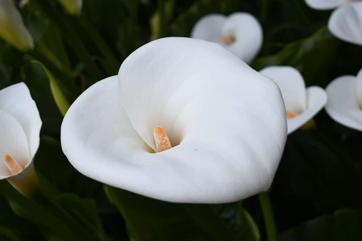 calla