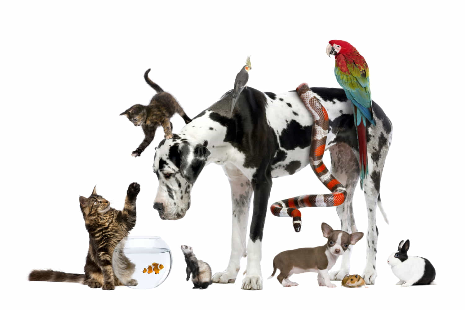pet food in crescita
