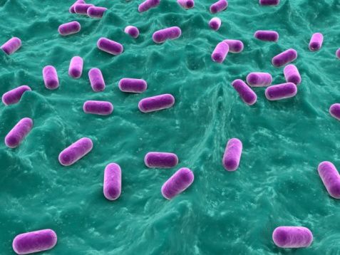 E. coli: forse italiani i germogli in cui si trova il batterio