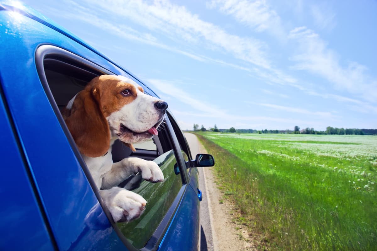 auto sicurezza cane