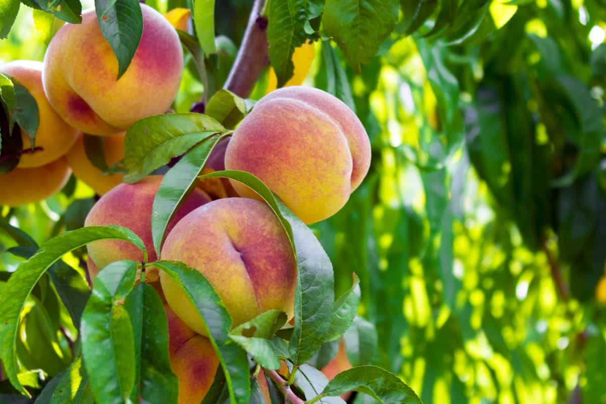 pesche proprietà