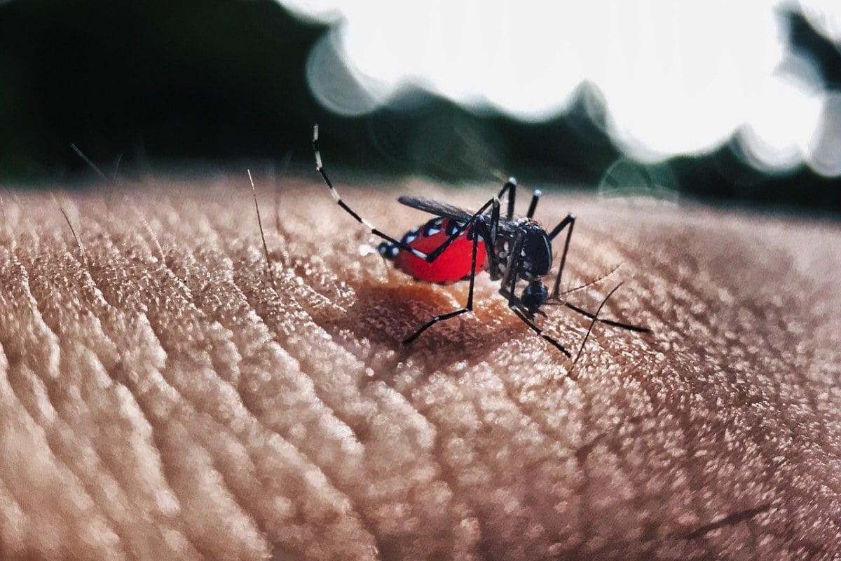 dengue