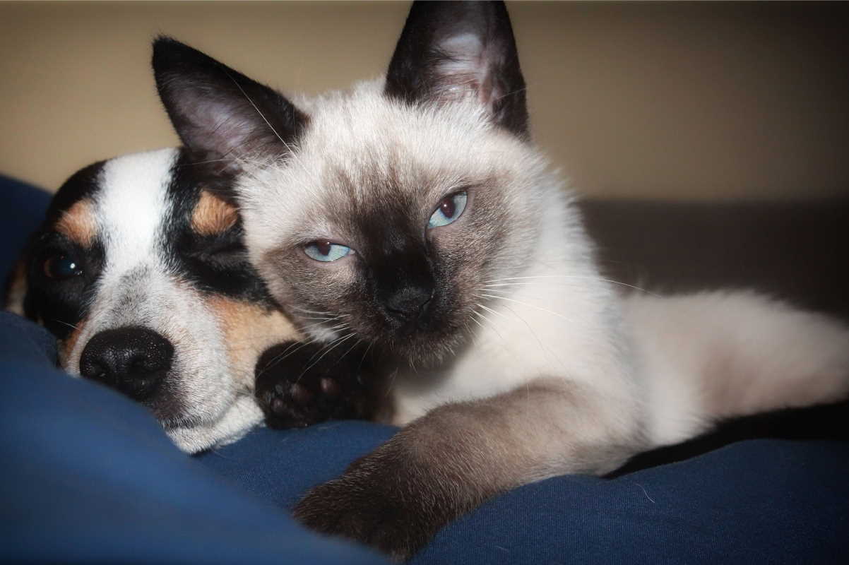 un cane e un gatto insieme