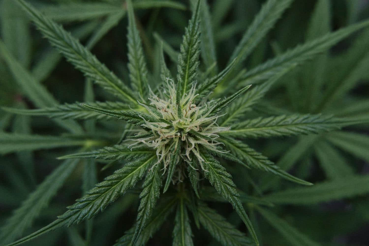 cannabis schizofrenia