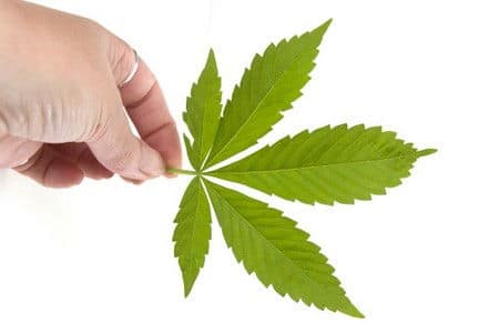 cannabis no uso terapeutico