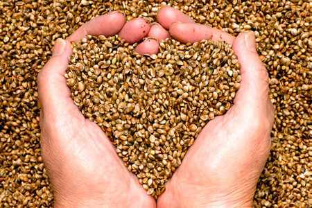 fibre cuore