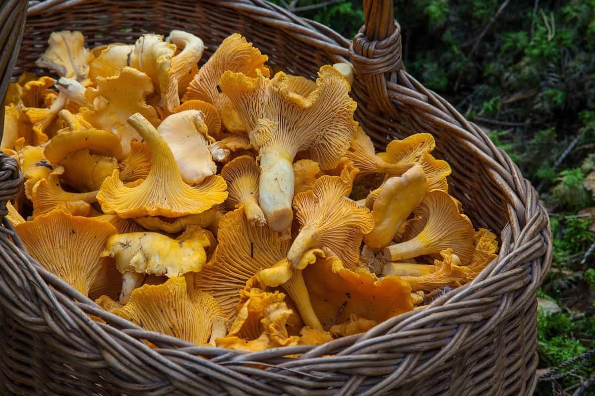 funghi come evitare le intossicazioni