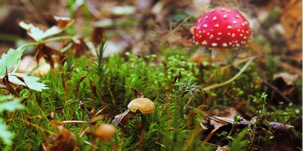 pericolo intossicazioni regole consumare funghi