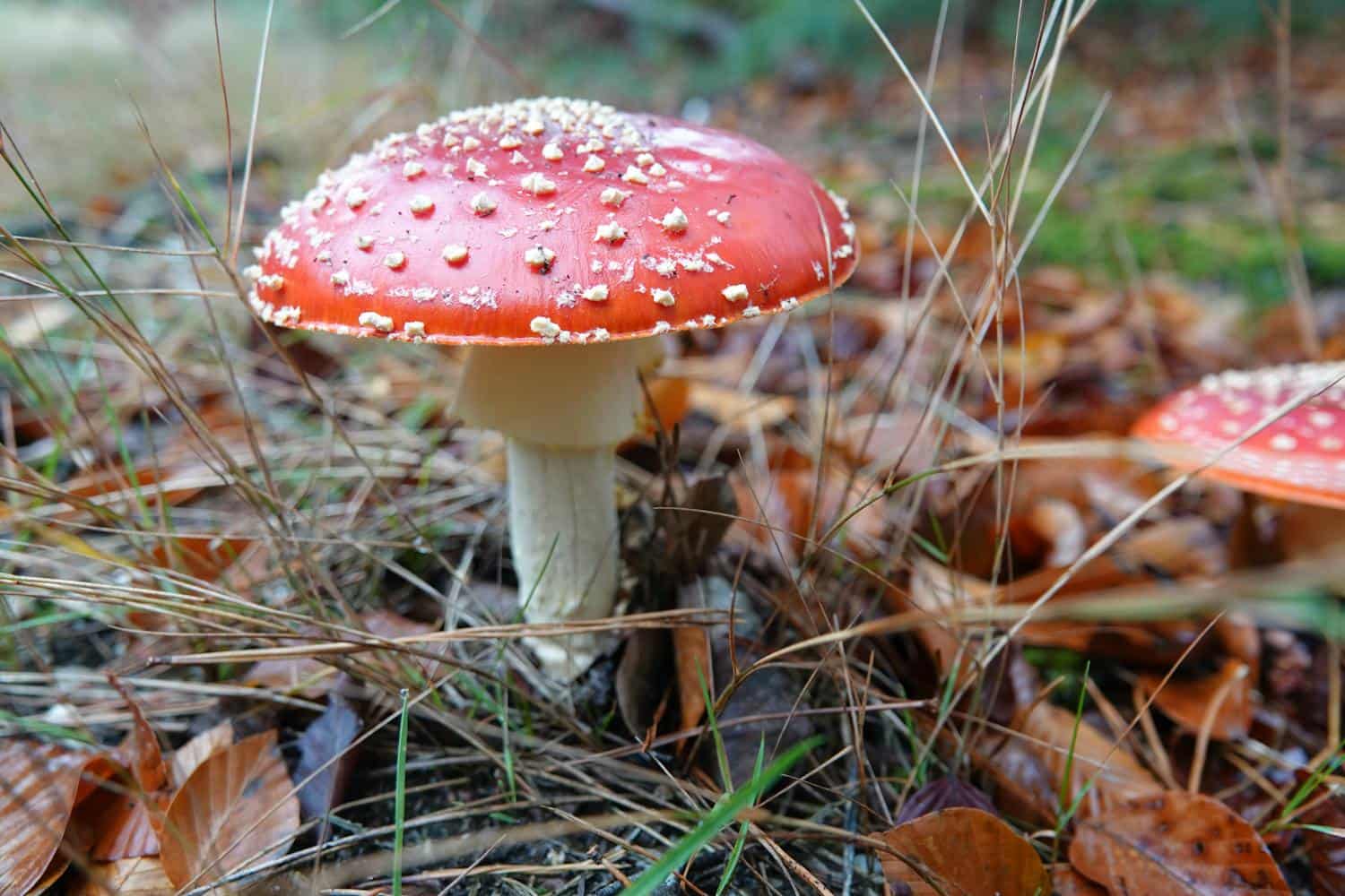 intossicazioni da funghi
