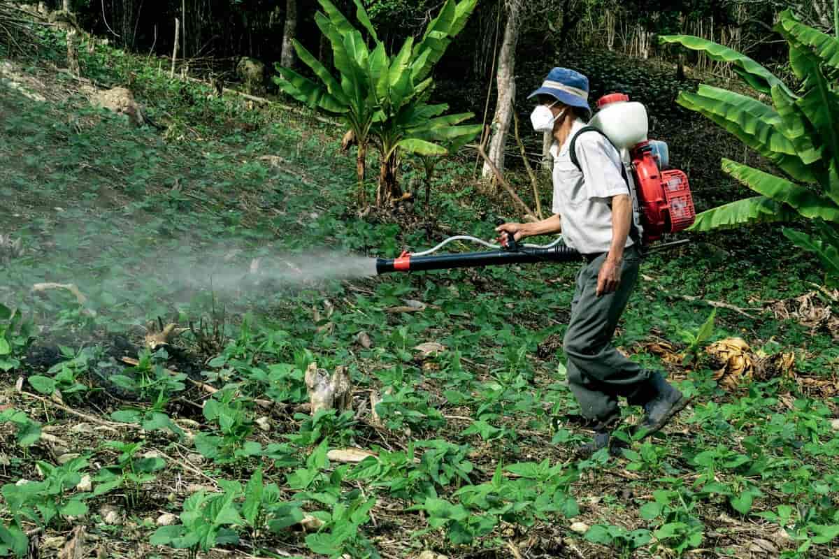 pesticidi nel piatto
