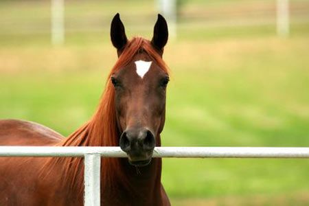 pettherapy cavallo