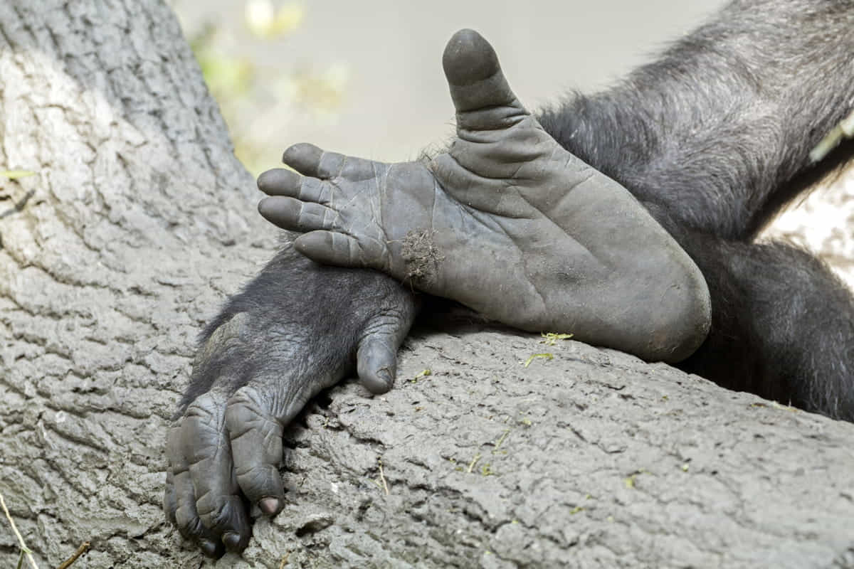 piedi prensili scimmie