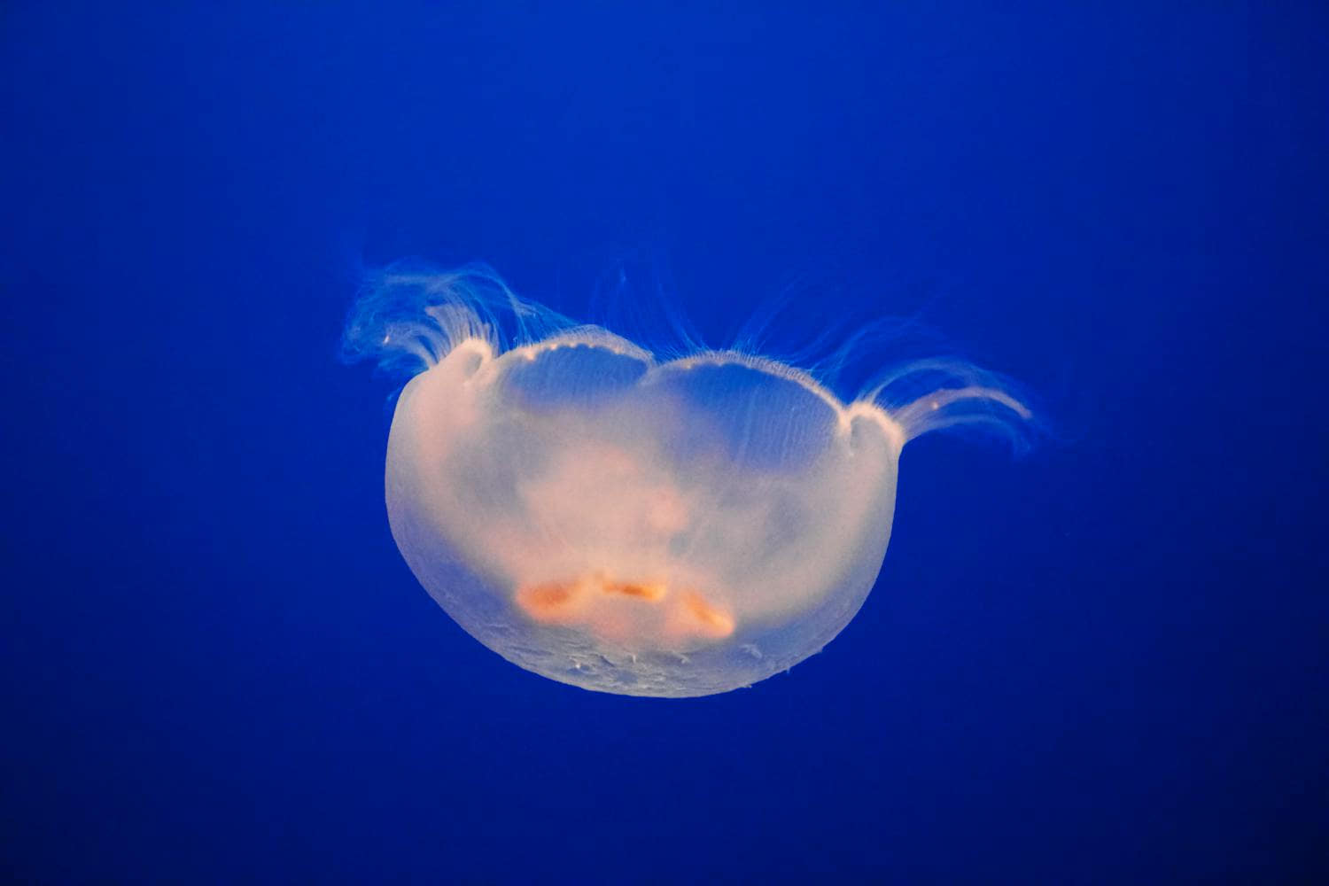 punture di medusa