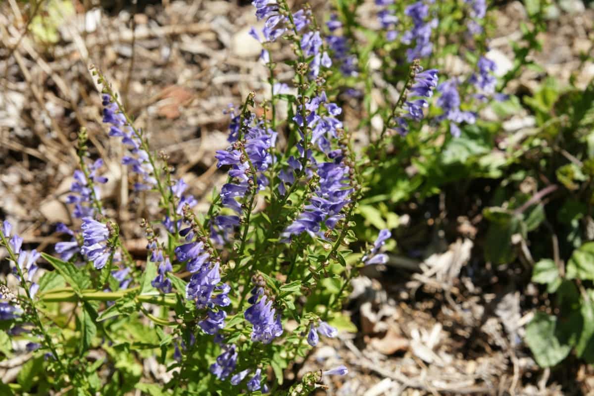 scutellaria barbata