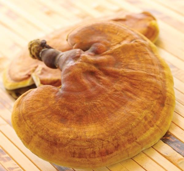 gfv reishi