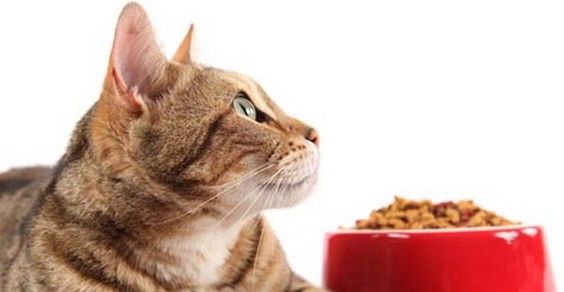 gatto alimentazione