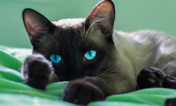 gatto siamese