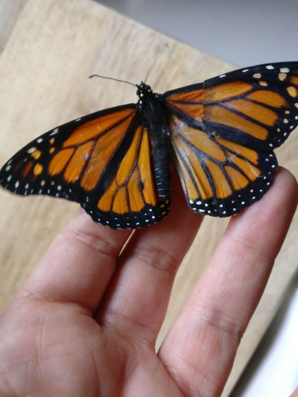 farfalla monarca intervento3