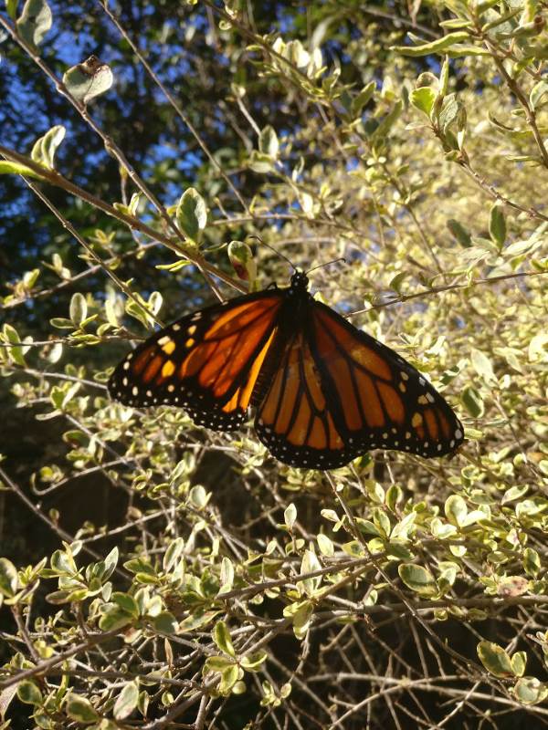 farfalla monarca intervento6