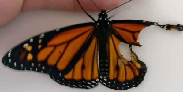 farfalla monarca intervento copia