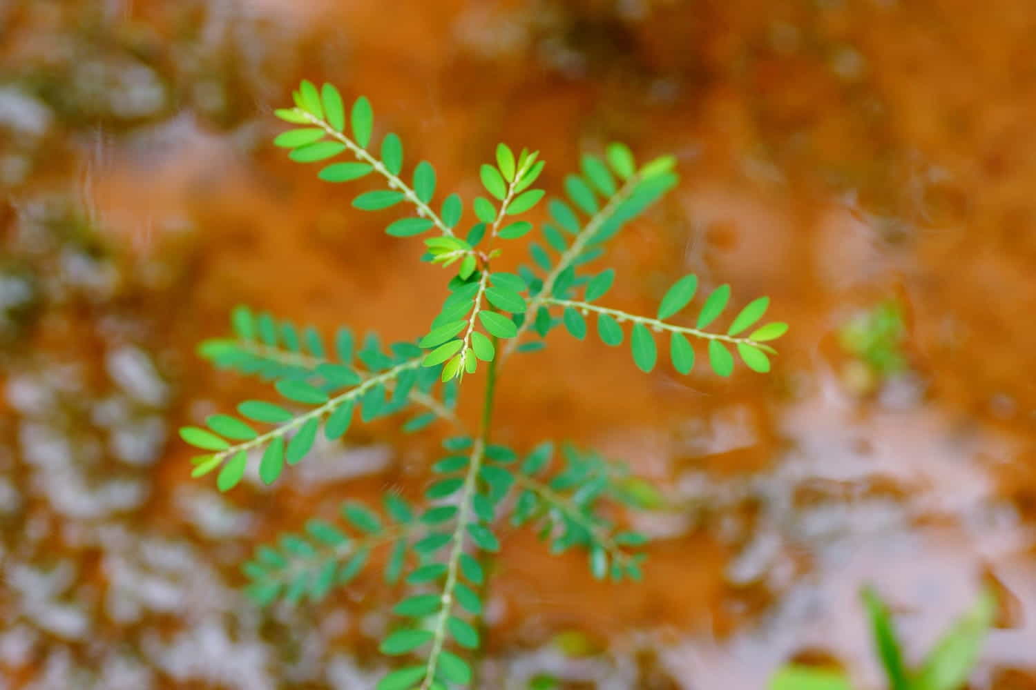 chanca piedra
