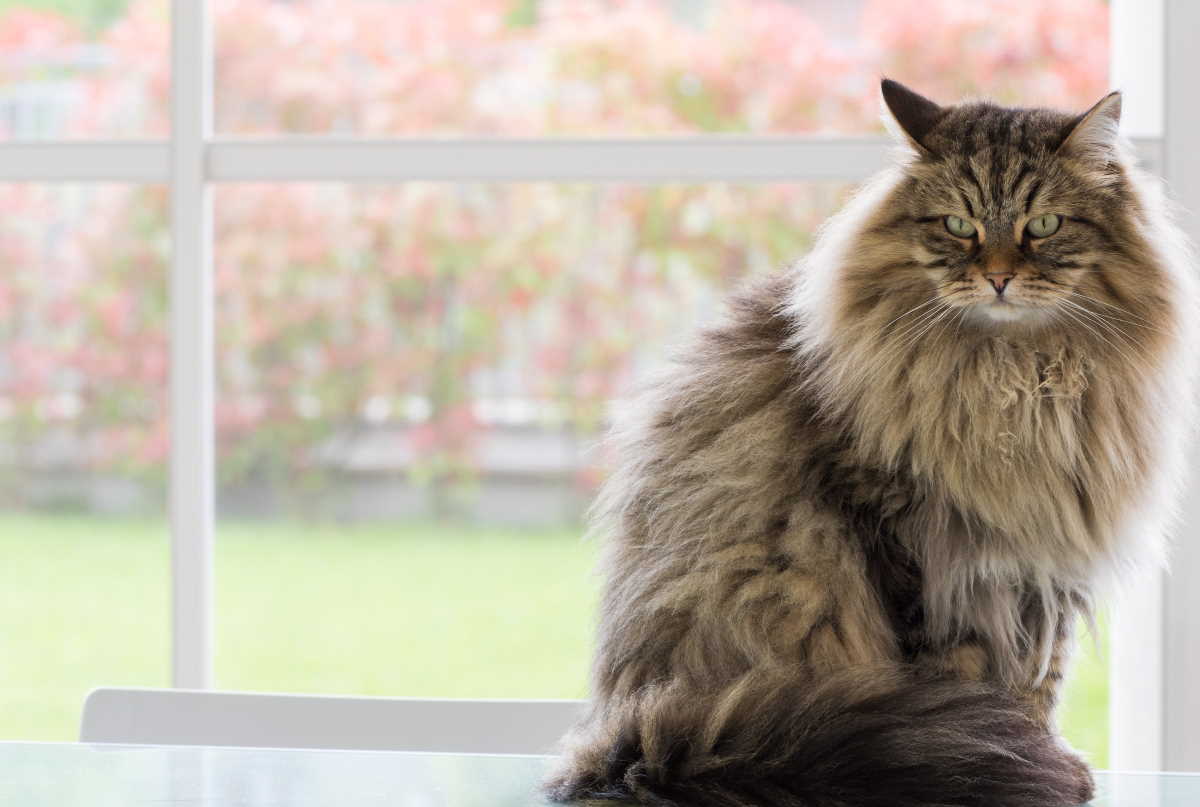 Gatto a pelo lungo di razza siberiana