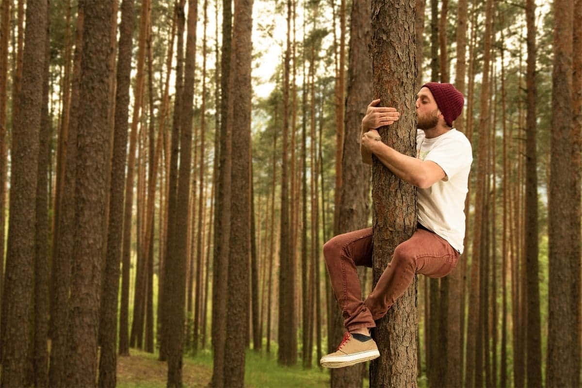 abbracciare gli alberi