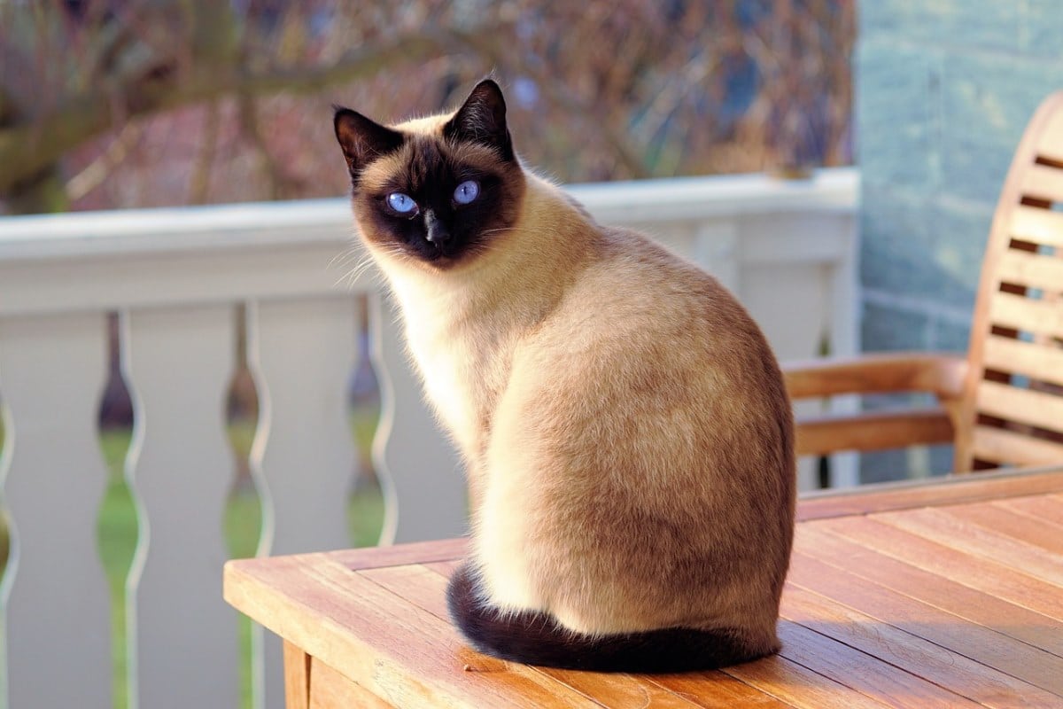 gatto siamese costo