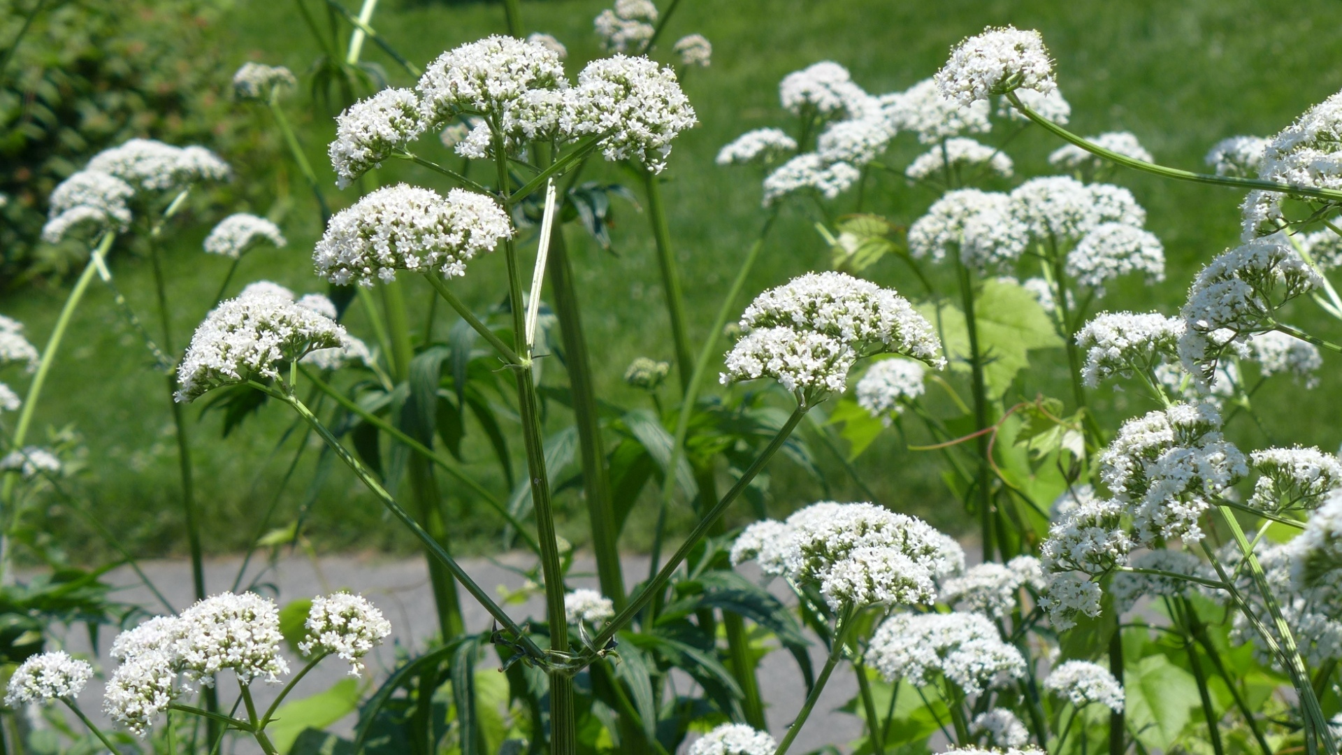 valeriana