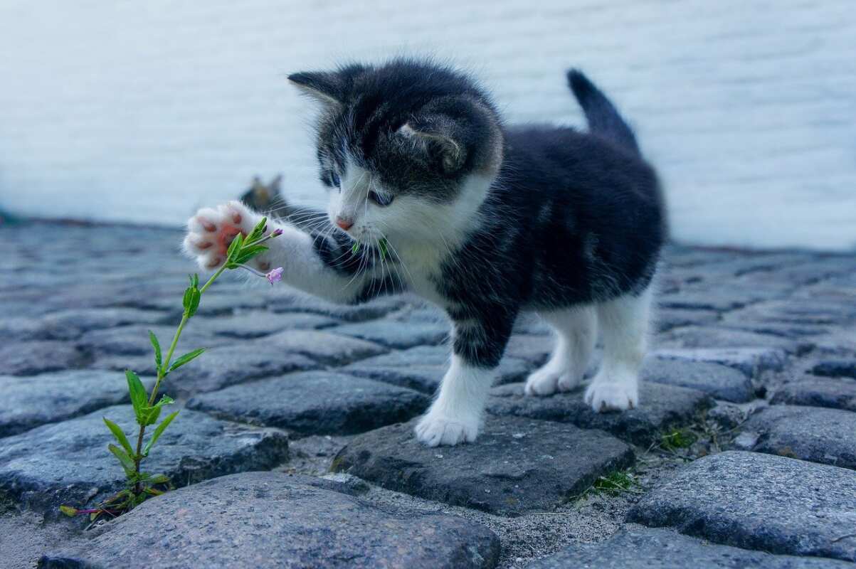 quanti anni vive un gatto