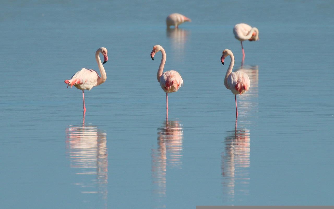 animali che dormono in piedi