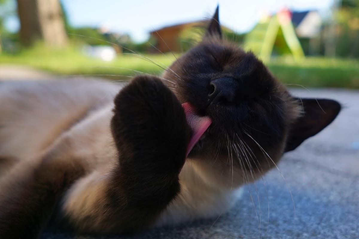 gatto siamese perde pelo