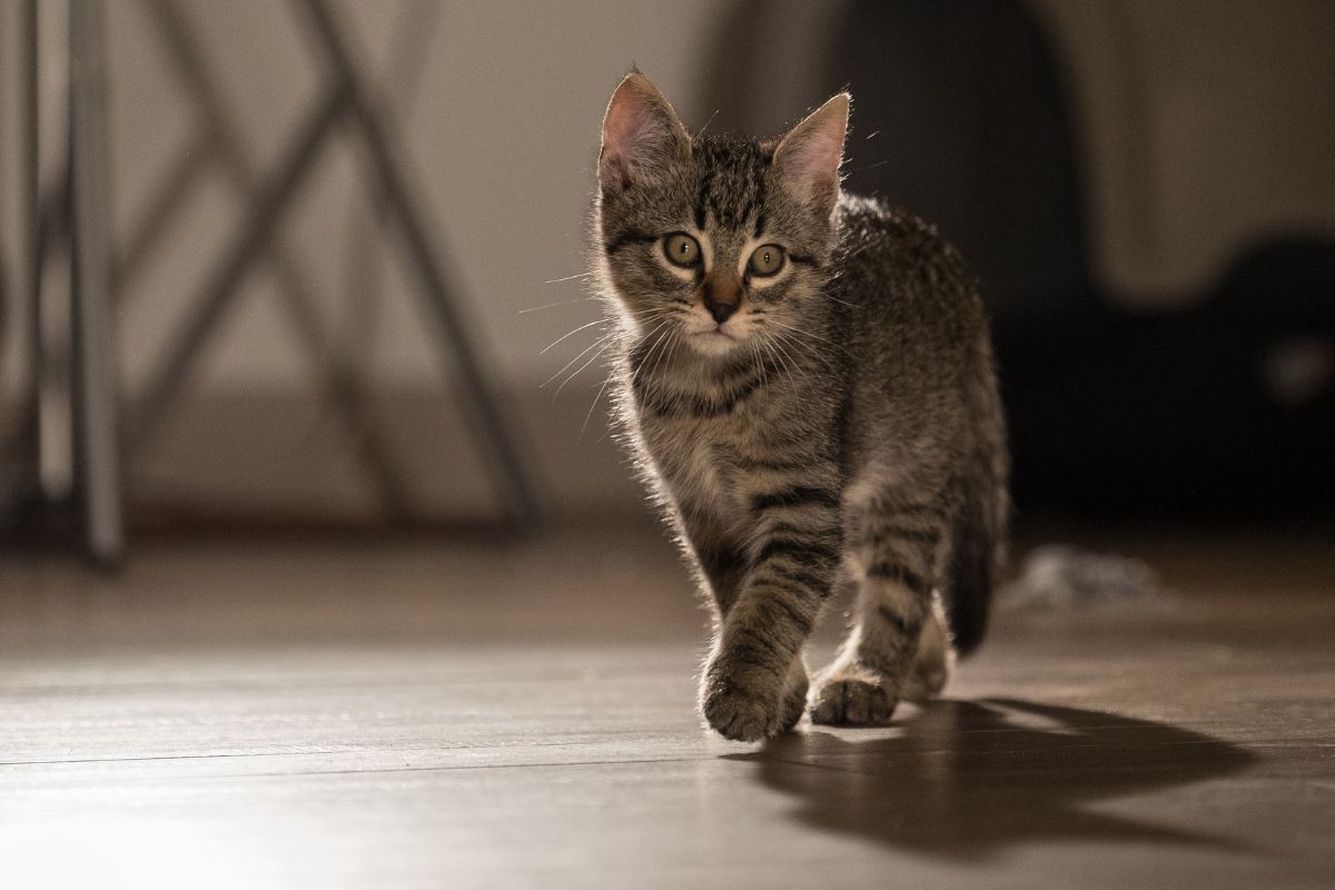 quanto costa sterilizzare gatto maschio